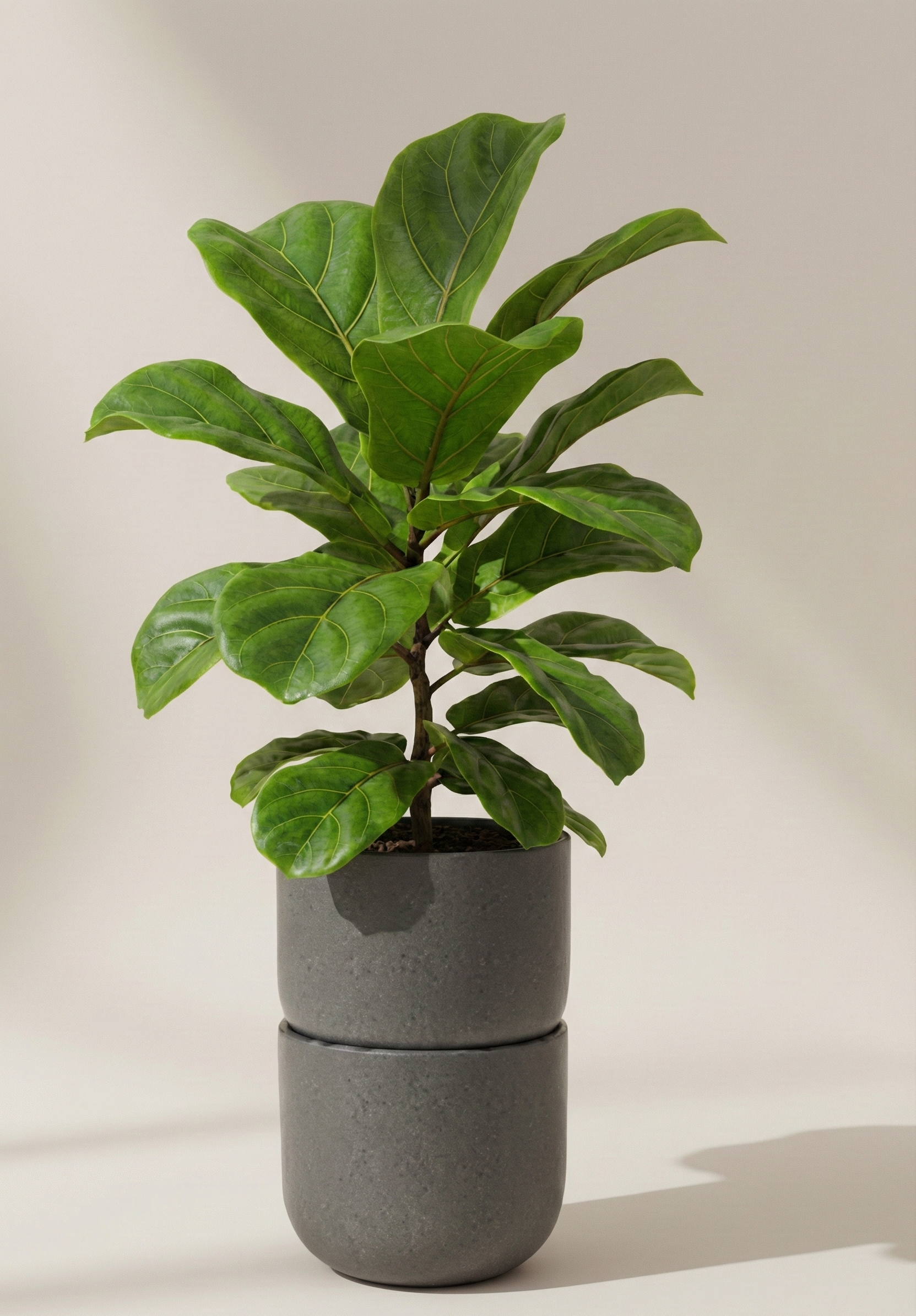 Ficus lyrata
